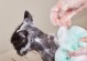 猫生完宝宝后多久才能洗澡？（洗澡对产后猫妈咪和幼猫的影响及注意事项）