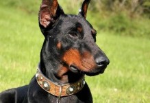 追寻最爱，了解狗狗世界（探寻10个常见犬种中的完美伴侣）