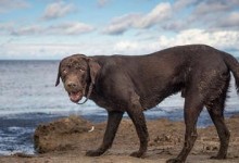 宠物生活（卷毛巡回犬喂养指南，了解关键营养素，让你的宠物健康成长）