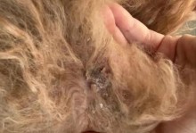 探究狗狗皮肤病周围变黑的原因（了解为什么狗狗的皮肤病会导致周围变黑）