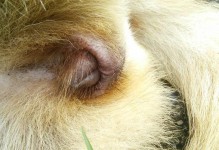 生完狗狗母狗多久可以洗澡？（了解适宜的洗澡时间和注意事项）