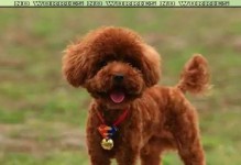 泰迪犬断尾时间的合理选择（探究泰迪犬断尾的最佳时机）