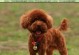 泰迪犬断尾时间的合理选择（探究泰迪犬断尾的最佳时机）
