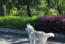 探究哈士奇胎毛脱落周期（以毛长为特征，揭开哈士奇胎毛秘密）