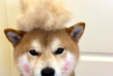 狗狗夏天换毛期持续时间及护理方法（揭秘狗狗夏天脱毛周期，让你的宠物在这个季节舒适无忧）