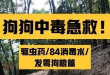 小狗中毒后的后症状及处理方法（了解小狗中毒后的症状，保护你的宠物健康）