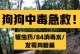 小狗中毒后的后症状及处理方法（了解小狗中毒后的症状，保护你的宠物健康）