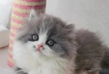 猫咪记忆的奥秘（揭秘猫咪记忆的时间限制与能力）