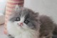 猫咪记忆的奥秘（揭秘猫咪记忆的时间限制与能力）