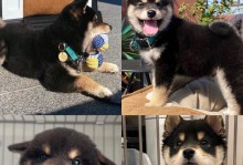 柴犬定点上厕所心得——培养规律排尿习惯（让你的柴犬定时、定点上厕所，告别随地大小便的困扰）