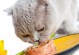 猫能吃猪肉吗？（猫咪适度食用猪肉的注意事项）