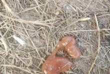 如何在狗的细小死后适时再养（关注时间和心理，为狗狗续写快乐人生）