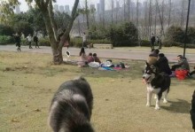 泰迪狗的出门时间（以泰迪母狗多久可以出门？了解正确的时间安排）