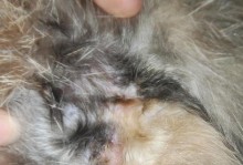 猫咪腿部红肿，可能是这些原因！（猫咪的健康需要我们的关注）