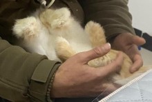 宠物兔子养不活的原因剖析（探究养宠物兔子失败的关键因素与解决方法）