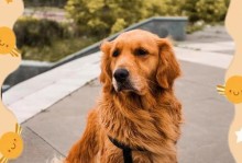 饲养金毛犬的6大攻略（金毛犬饲养方法和技巧，让你的宠物健康快乐）