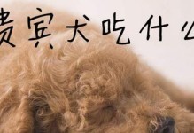 泰迪犬该吃什么样的狗粮？（以宠物为主，养护泰迪犬的正确饮食方法）