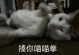 为什么早上猫那么吵？（揭秘猫咪清晨吵闹的原因及应对方法）