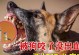 狗狗狂犬病的危险信号（发现这6种表现，远离狗狗才是最重要的！）