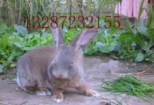 中国野兔饲养指南（了解最佳的饲养方法，让你的野兔健康成长）