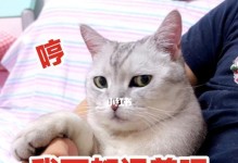 猫咪记忆力有多强？（揭秘宠物猫咪长期记忆力的神秘面纱）