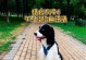 狗言犬语洞察生活的智慧（人类的最佳朋友与导师）