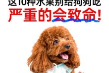 宠物犬——为何需要微量元素补充？（了解2个月比熊的营养需求和补充方案）