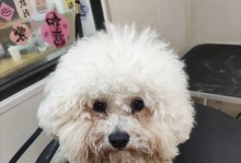 比熊圆头毛养护指南（如何养护比熊圆头毛并保持长久美丽）