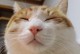 小猫为什么不拉屎？（探索小猫不拉屎的原因及解决方法）