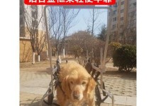 狗狗后腿瘫痪，选择什么药物治疗？（药物治疗狗狗后腿瘫痪的关键要素及其效果评估）