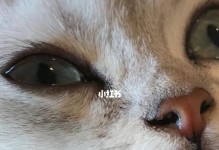 猫鼻支症状详解（宠物猫的猫鼻支症状及治疗方法）