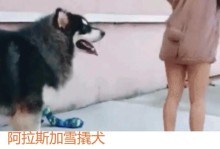 不建议养阿拉斯加犬的6个缺点（养不起养不起！为什么不建议养阿拉斯加犬？）