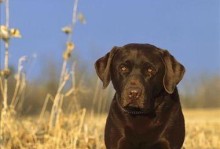 大型犬品种及其特点（探索世界各地的大型犬品种及其独特魅力）