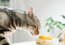 新生小猫的饮食指南（如何为你的宠物猫提供营养均衡的饮食）