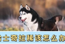哈士奇拉稀问题的解决方法（如何有效应对哈士奇的腹泻困扰）