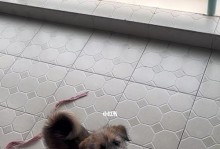 中华田园犬呕吐原因分析（宠物饮食和生活习惯影响健康）