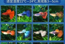 孔雀观赏鱼的寿命与生存（探索孔雀观赏鱼的生命长河）