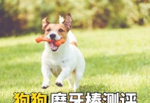 狗磨牙棒的使用时机及好处（了解狗磨牙棒何时使用，帮助狗磨牙健康成长）
