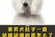 小狗为何一直叫？（探索小狗不停叫的原因和解决方法）