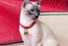 暹罗猫为何一直叫个不停？（探究暹罗猫叫声的原因以及如何处理）