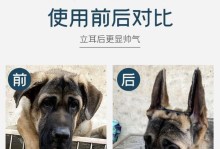 帮狗狗立耳，如此简单！（从小敲门到正确护理，一步步实现！）