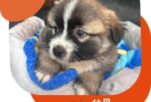 探秘天宇基地的“狗”文化（从冷战遗迹到科技创新，狗如何成为天宇基地的代表符号）