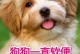 狗狗的益生菌（探索狗狗所需的益生菌及其作用）