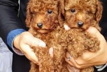 泰迪犬齿断了一半的原因及处理方法（了解泰迪犬齿断裂的常见原因和应对措施）