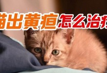 猫咪黄疸症状的治疗方法（以宠物为主，教你如何护理）