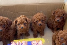 以都宠物狗图片及价格表（探索以都的宠物狗世界，了解价格与品种多样性）