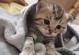 金银猫，华贵与祥瑞的象征（以真正的银瓶插金筷，展现猫的瑰丽之美）