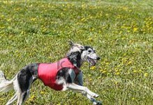 萨路基犬的饲养指南（了解萨路基犬，培养健康宠物生活）