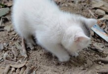 猫咪拉屎频率揭秘（探究猫咪拉屎的时间间隔及其影响因素）