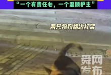 狗狗目睹主人打架的反应（理解狗狗的情绪和行为举止）